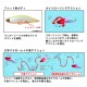 Daiwa Morethan Lazy Fashad 70S - 3D Konoshiro
